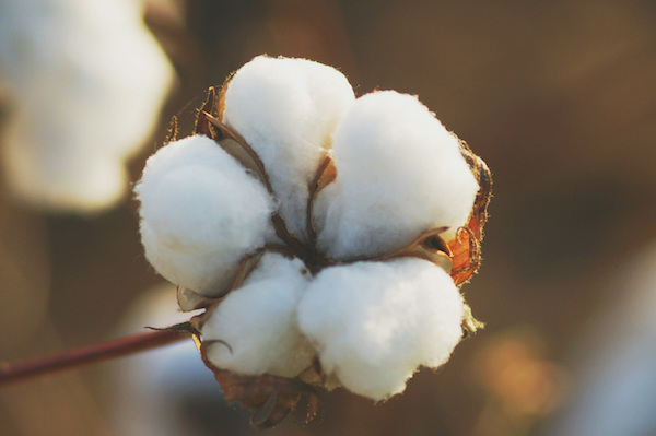coton canclini